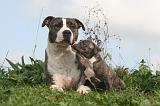 AMSTAFF  ADULT & PUPPIES 086